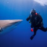 People take the plunge with a shark dive in Florida