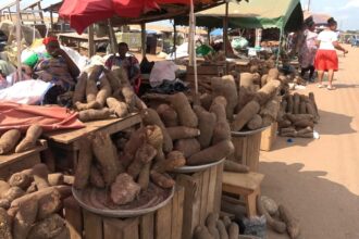 Traders blame irregular rainfall for increase in yam prices