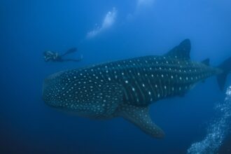 The Galapagos Islands and many of their unique creatures are at risk from warming waters