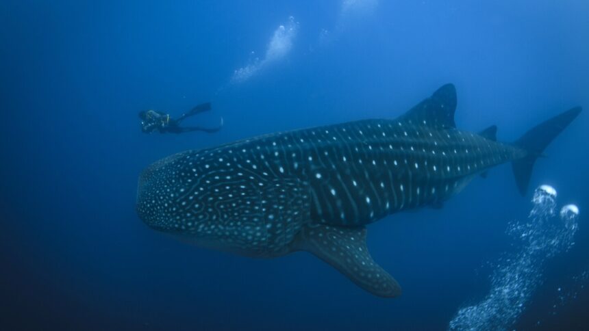 The Galapagos Islands and many of their unique creatures are at risk from warming waters