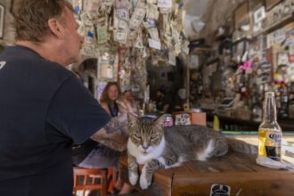 At these locations around the world, cats are the star