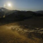 Extended drought parches Sicily, and farmers worry about being forced to sell off animals