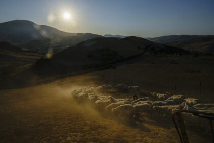 Extended drought parches Sicily, and farmers worry about being forced to sell off animals