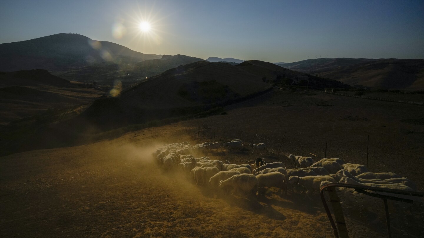 Extended drought parches Sicily, and farmers worry about being forced to sell off animals