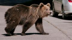 A bear mauled a teen to death. Will a cull solve Romania’s bear problem?