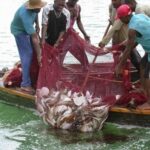 James town fishermen enjoy bumper catch after lifting of fishing ban