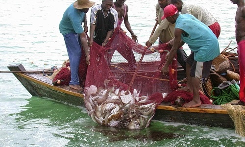 James town fishermen enjoy bumper catch after lifting of fishing ban