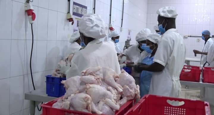 First batch of FSRP broiler birds ready for market