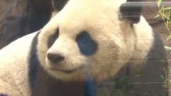 Panda: San Diego debuts first giant pandas from China in decades