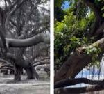 Iconic banyan tree showing signs of life after Maui wildfire