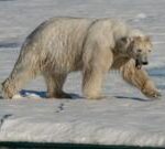 Two polar bears kill Arctic Canadian worker in rare attack