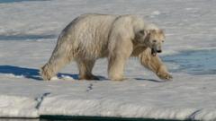 Two polar bears kill Arctic Canadian worker in rare attack