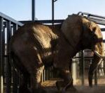 South Africa’s last zoo elephant Charlie freed after 40 years