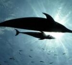 Japan: Experts suspect lonely dolphin behind rise in attacks