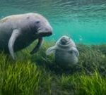 Wildlife Photographer of the Year: Mamma manatee and calf