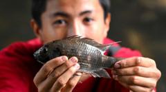 Thailand wages war against invasive blackchin tilapia