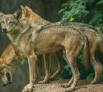 Uttar Pradesh: The child-killing wolves sparking panic in India