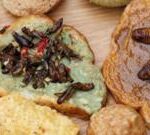 Culinary taste challenge for edible insect advocates