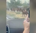 Wild horses seen escaping wildfires in Nevada