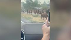 Wild horses seen escaping wildfires in Nevada