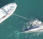 Entangled whale freed from nets after four-day rescue