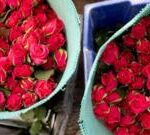 Kenya’s flower industry: How farmworkers toil to export roses to Europe