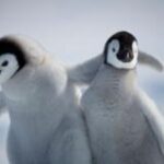 Penguin chicks miraculously survive tearaway iceberg