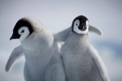 Penguin chicks miraculously survive tearaway iceberg