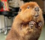 Nibi the ‘diva’ beaver allowed to stay at wildlife rescue centre