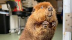 Nibi the ‘diva’ beaver allowed to stay at wildlife rescue centre