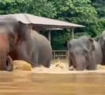 Watch: Elephants escape floodwaters in Thailand