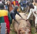 Nigeria town in Kebbi state celebrates after hunting down ‘killer hippo’