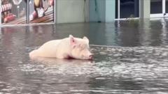 Pig tied to petrol station rescued from Hurricane Milton flooding