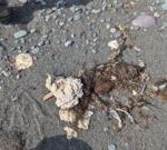 Mysterious ‘blobs’ are washing up on Newfoundland shore