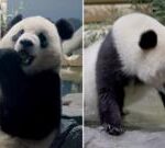 Pandas from China seen exploring new home at DC Zoo