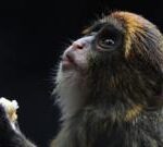 Twelfth monkey dies in Hong Kong zoo amid bacterial outbreak