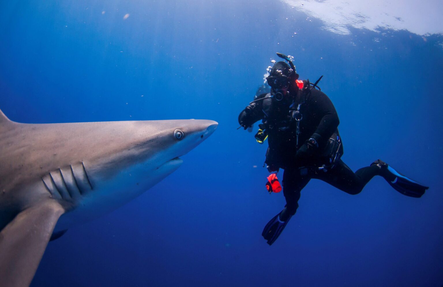 People take the plunge with a shark dive in Florida | Reuters News Agency