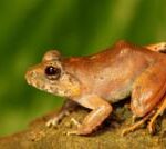 Andaman Islands: The ‘upside-down’ sex life of a rare Indian frog revealed