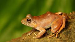 Andaman Islands: The ‘upside-down’ sex life of a rare Indian frog revealed