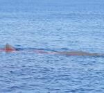 Sperm whale killed by ship in Strait of Gibraltar