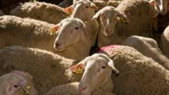 Greece imposes restrictions to tackle ‘goat plague’