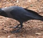 Kenya rolls out poison in bid to cull a million Indian house crows