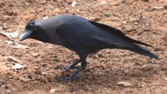 Kenya rolls out poison in bid to cull a million Indian house crows