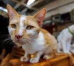 Me-ow! Kenyan feline lovers fret over cat-tax plan