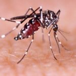 MoFA calls for compensation for farmers affected by dengue fever