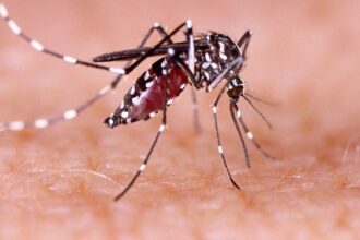 MoFA calls for compensation for farmers affected by dengue fever