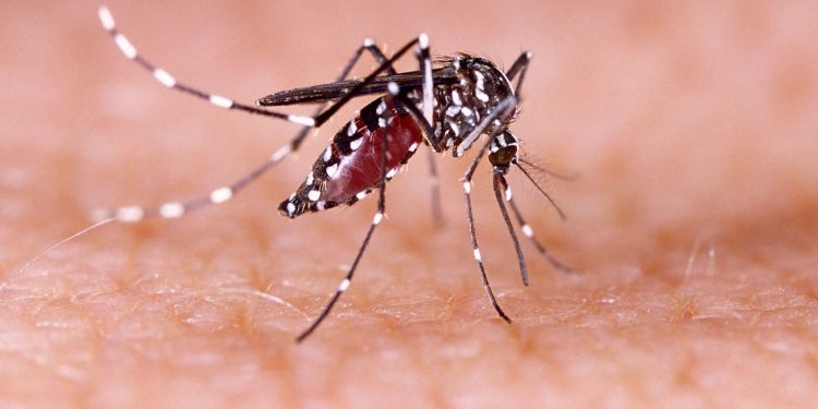 MoFA calls for compensation for farmers affected by dengue fever