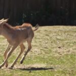 World’s rarest equid born at Chester Zoo