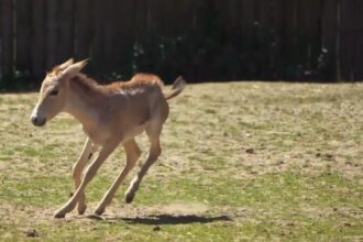 World’s rarest equid born at Chester Zoo