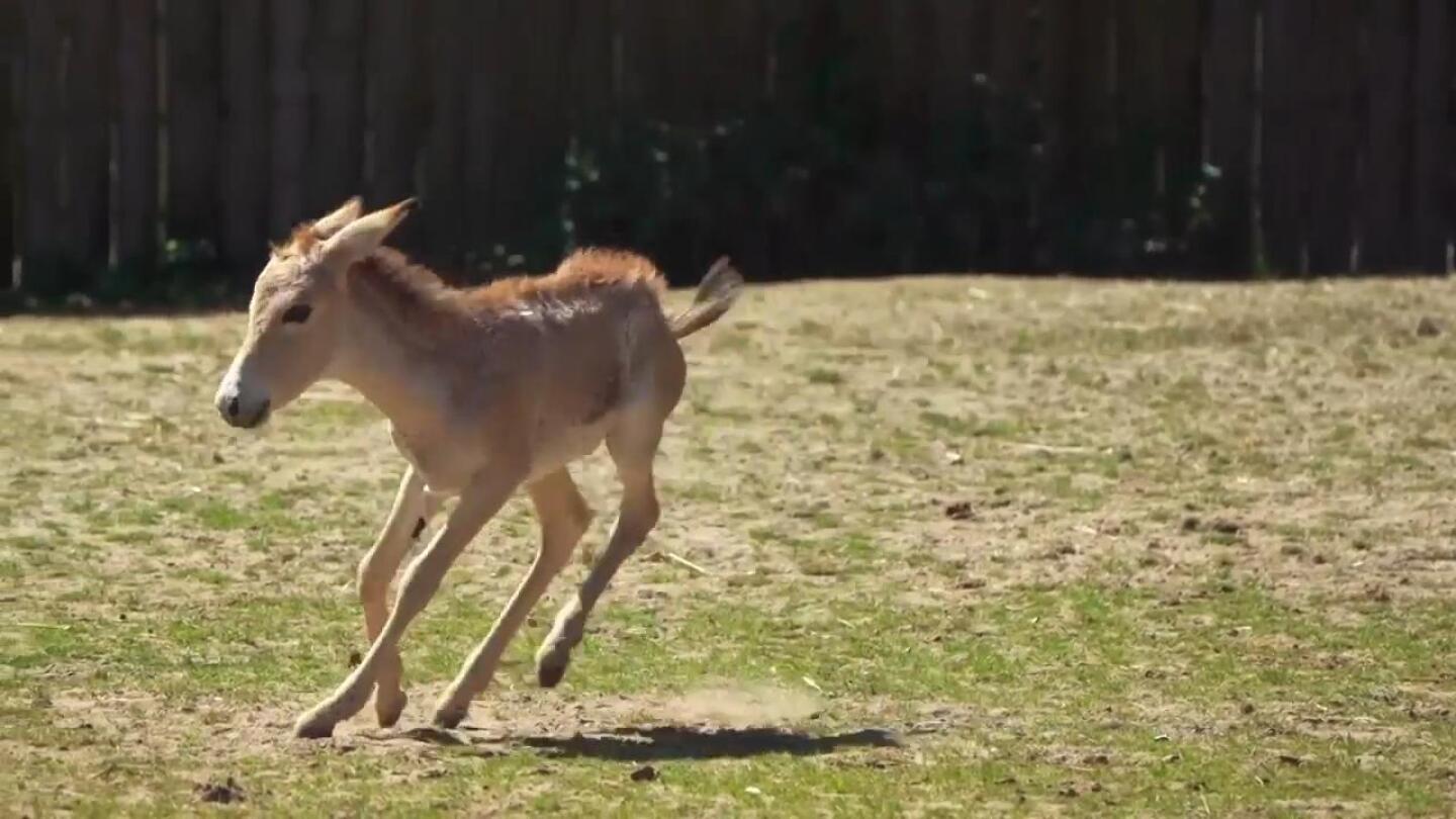 World’s rarest equid born at Chester Zoo